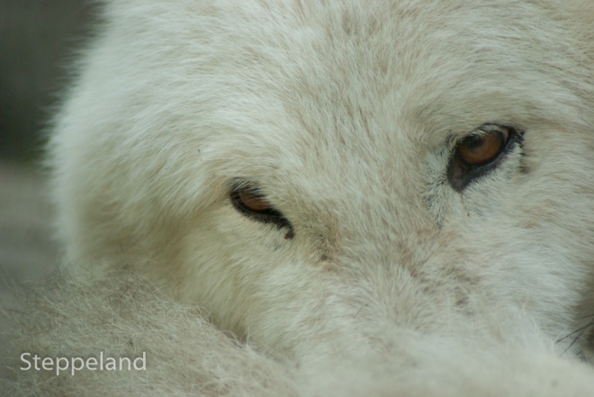 Slaperige ogen van een witte wolf